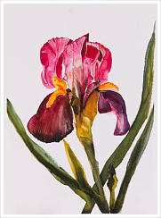 Iris Again 15''x11'' Watercolour www.Naomi-White.co.uk