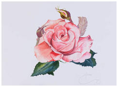Rosa 11''x15'' Watercolour  www.Naomi-White.co.uk