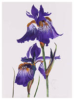 Iris 15''x11'' Watercolour  