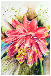 Dahlia Sunburst 8 x 13. Watercolour
