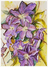 Clematis Watercolour 